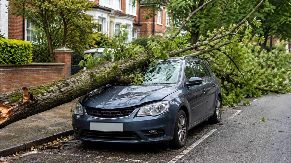 Illustration for: My car was damaged by a fallen tree — whose insurance pays?